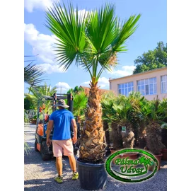 Washingtonia Robusta 140-150cm törzs