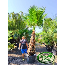 Washingtonia Robusta 140-150cm törzs