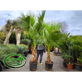 Washingtonia Robusta 40-50cm törzs EXTRA