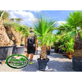 Washingtonia Robusta 50-60cm törzs