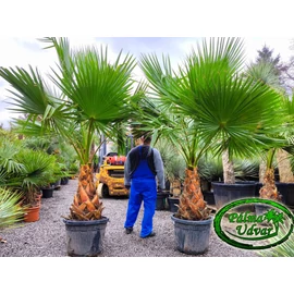 Washingtonia Robusta 70-80cm törzs