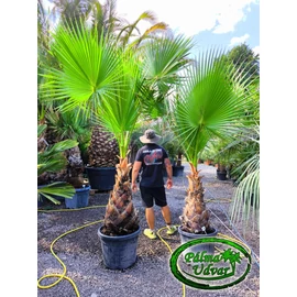 Washingtonia Robusta 70-80cm törzs