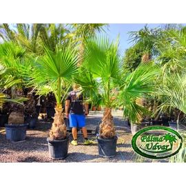 Washingtonia Robusta 70-80cm törzs