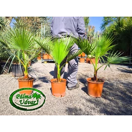 Washingtonia Robusta 90-100cm teljes magasság