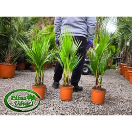 Washingtonia Robusta csoport 70-90cm teljes magasság