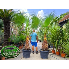 Washingtonia Robusta 80-90cm törzs
