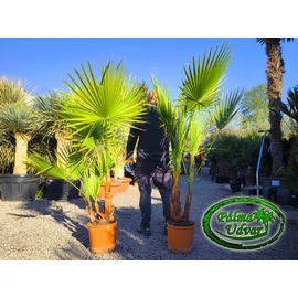 Washingtonia Robusta csoport 160-180cm teljes magasság