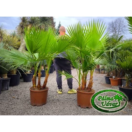 Washingtonia Robusta EXTRA csoport 160-180cm teljes magasság