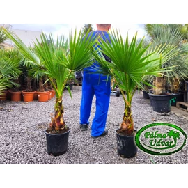 Washingtonia Robusta 120-130cm teljes méret