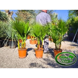 Washingtonia Robusta csoport 110-120cm teljes magasság