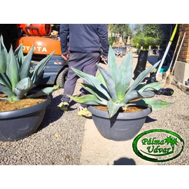 Agave Weberi 110cm Ø