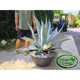 Agave Weberi