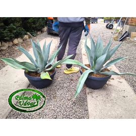 Agave Weberi 70cm Ø