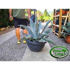 Agave Weberi 90cm Ø