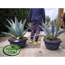 Agave Weberi 90cm Ø