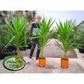 Yucca Elephantipes 150-160cm teljes magasság