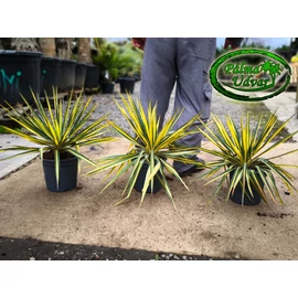 Yucca Filamentosa Color Guard 3.5L