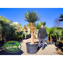 Yucca Madrensis törzs 140-150m
