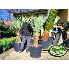 Yucca Schotti 60cm törzsmagasság