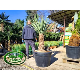 Yucca Schotti 70cm törzsmagasság
