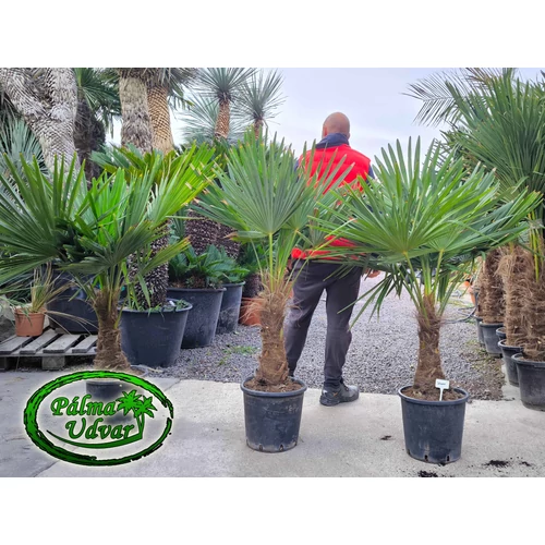 Trachycarpus Fortunei Kínai kenderpálma 30-40cm törzs