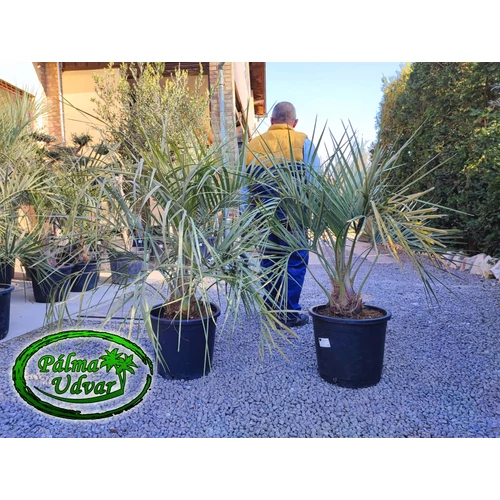 Butia Capitata 20cm törzsmagasság