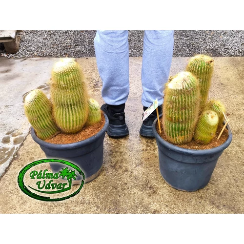 Eriocactus leninghausii kaktusz