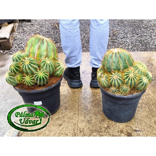 Eriocactus Magnificus kaktusz