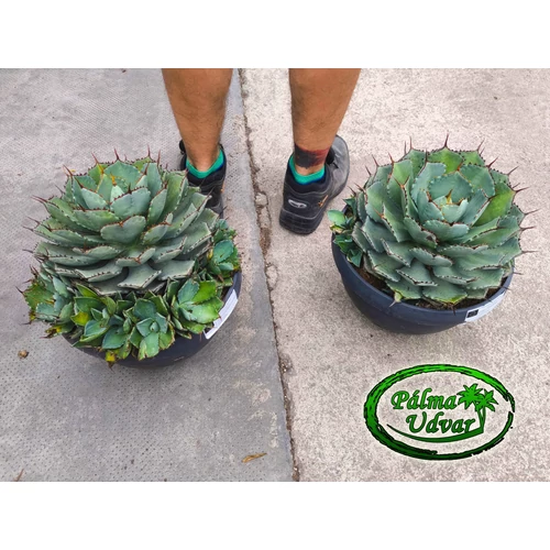 Agave Potatorum Kichiokan  30cm  Ø 