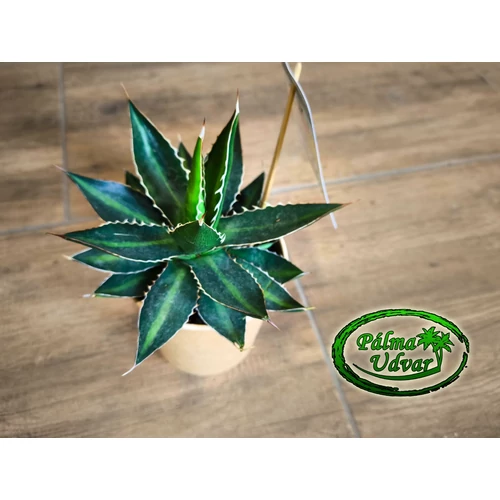 Agave  Lopantha 15cm  Ø 