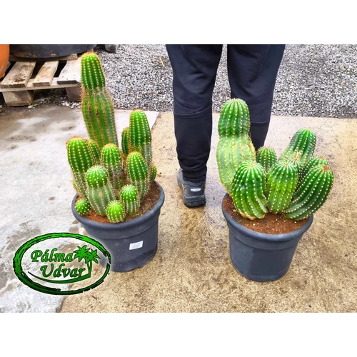 Trichocereus Grandiflorus kaktusz