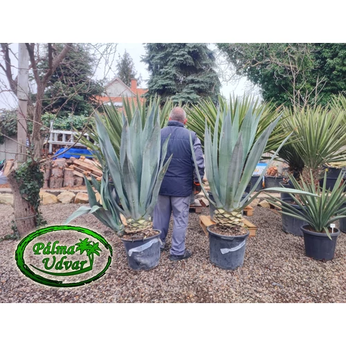 Agave Franzosinii
