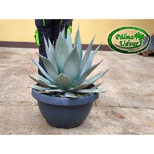 Agave Applanata 70-80cm  Ø 