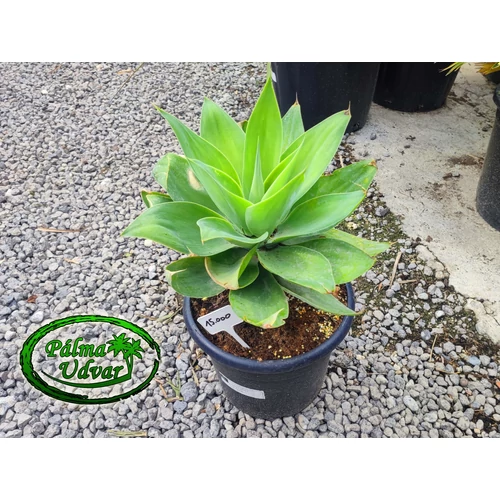 Agave attenuata 30cm  Ø 