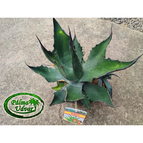 Agave Ferox Ø 35cm