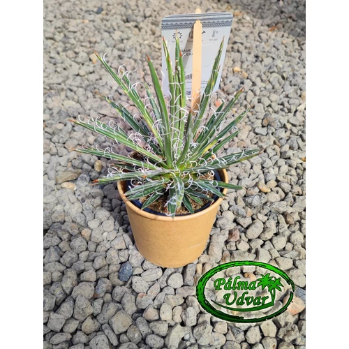 Agave Filifera 15cm  Ø 