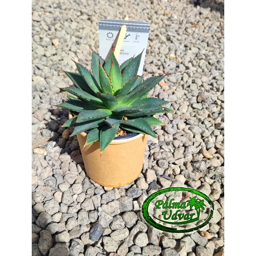 Agave Filifera Isthmensis 15cm  Ø 