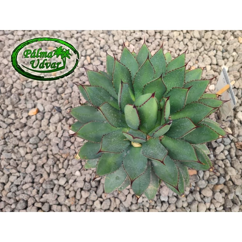 Agave Filifera Ithmensis 30 cm  Ø 