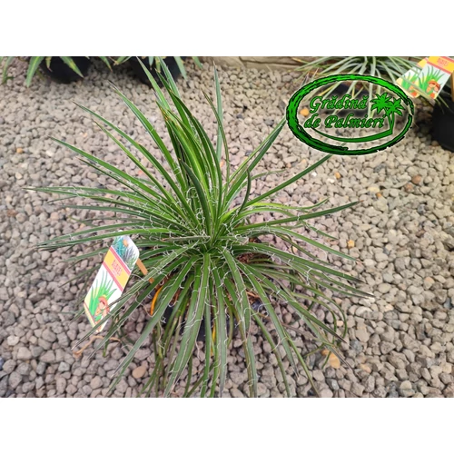 Agave Geminiflora 40cm  Ø 