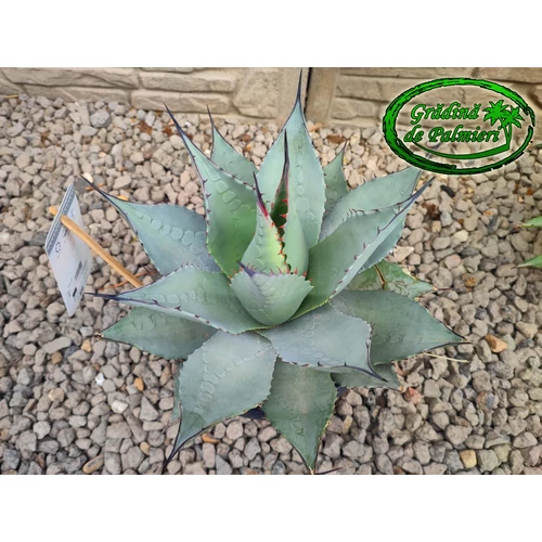 Agave Havardiana 30 cm Ø