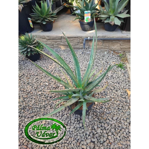 Agave Lophanta var. Univittata 50cm  Ø 