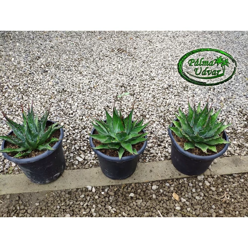 Agave Montana 10 literes