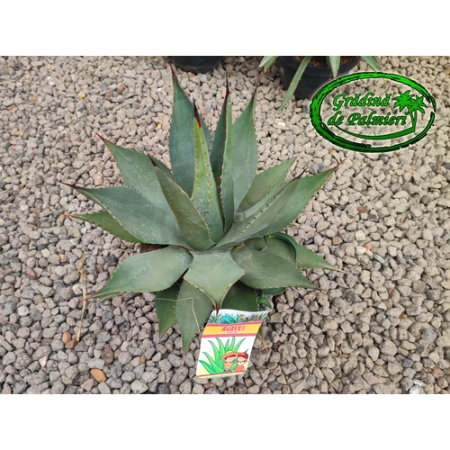 Agave Neomexicana 35cm Ø