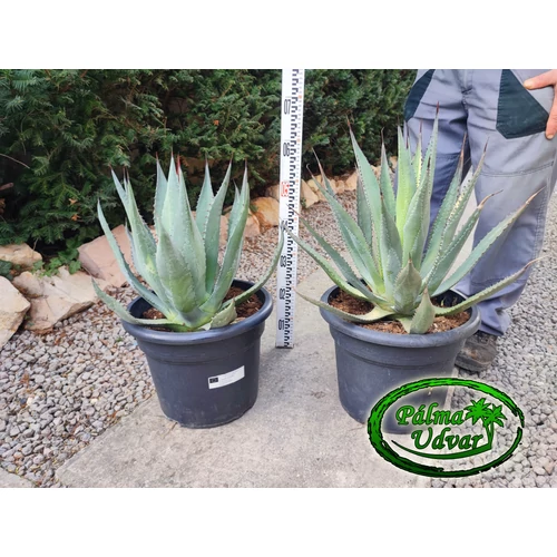 Agave Palmeri 40cm átmérő