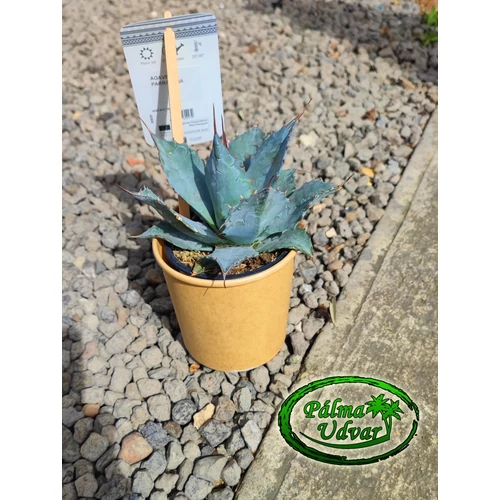 Agave Parrasana 15cm  Ø 