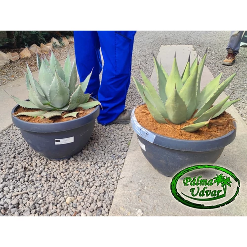 Agave Parryi Parryi 40L