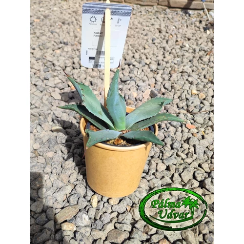 Agave Parryi Parryi 15cm  Ø 