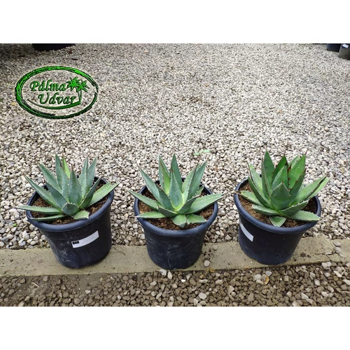 Agave Romanii 10 Literes