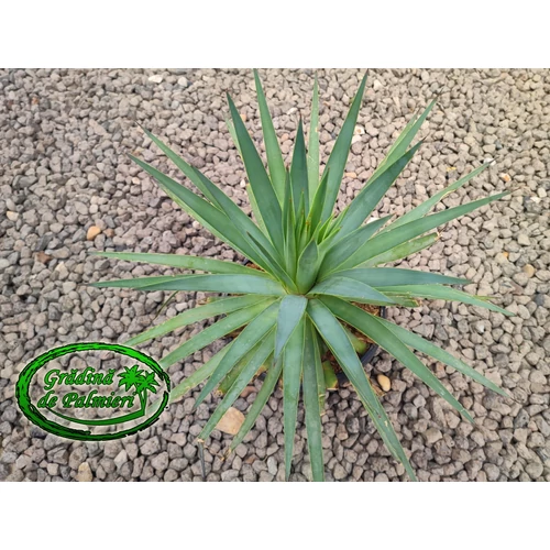 Agave Striateosa 'Straight and Narrow' 35cm  Ø 