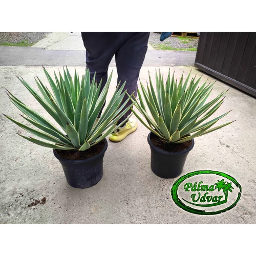 Agave angustifolia 55cm  Ø 